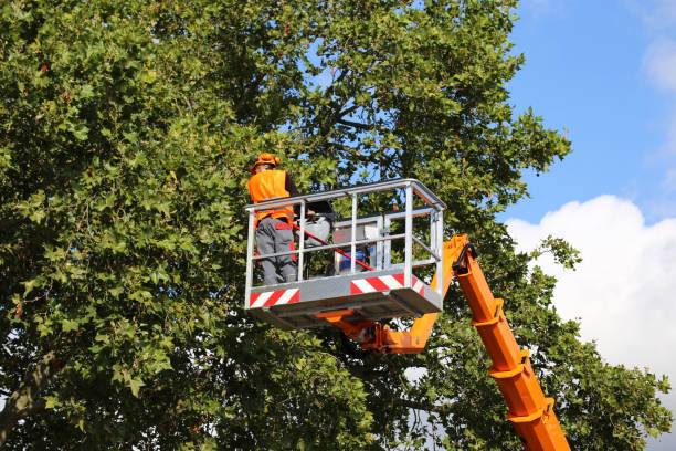 How Our Tree Care Process Works  in Prairie Ridge, WA